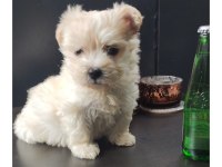 Ped eğitimli orjinal maltipoo bebek