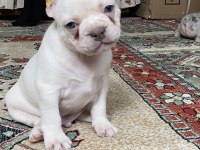 Lilac tan platinum erkek french bulldog yavrumuz