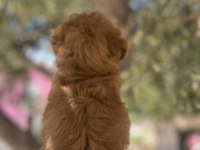 Uygun F2 Maltipoo Yavrular
