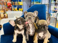 3 adet bulldog yavru
