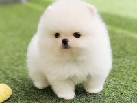 Ayı Surat Pomeranian Yavrumuz