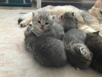 Sahiplendirilecektir british shorthair