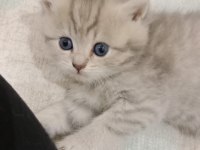 12 Nisan Doğumlu Yavrularımız Yeni Yuvasını Bekliyor Kedim