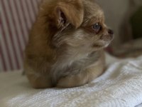 5 Aylık Rusya'da doğan oğlumuz chihuahua