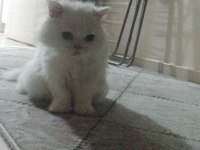 İran Chinchilla