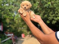 Aşılı Çiş Eğitimli Maltipoo Bebekler