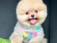 Safkan Pomeranian Boo Bebekler