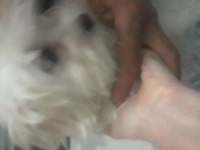 Sahiplendirilecek maltese köpeğimiz