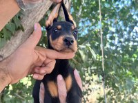 Doberman Yavrularımız Bursa Türkiye Tüm İller