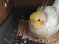 He will be albino sultan papağanlar