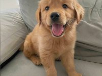 Evinizin yeni üyesi golden retriever kapıda ödeme var