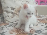 Orjinal şecereli british shorthair