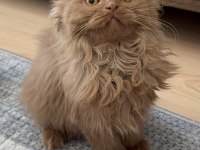 Safkan British Longhair Cinnamon