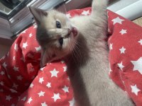 2 aylık british shorthair sütlü kahve