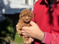 Kore Teacup Poodle Çiftlikten