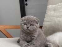 Scottish fold kedisi 55 günlük