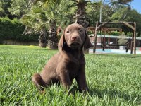Mükemmel Cholate Labrador Yavruları 