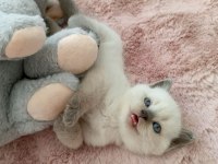 Mavi gözlü colorpoint british shorthair yavrumuz