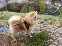 7 aylık pomeranian boo
