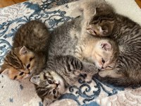 Benzersiz 4 british shorthair yavrumuz