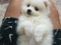 Pomeranian Erkek Ve Dişi Yavrularımız