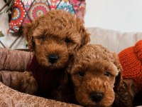 Kıvır Kıvır Orjinal Poodle Minişlerim