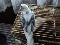 7 aylık erkek sultan papağanı