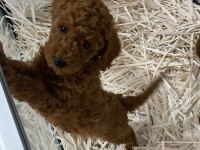 Poodle bebeklerim ailesini arıyor