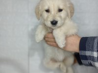 Golden Retriever Yavrularımız