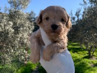 Maltipoo yavrularım