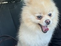 2 yaşında erkek pomeranian köpeğimiz
