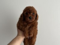 Toy Poodle Bebeklerimiz