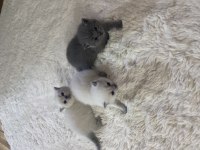 Orjinal saf kan 2 adet yavru kediler