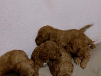 Poodle yavrular