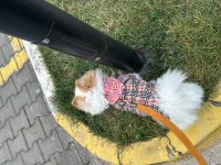 Pomeranian boo erkek 1 yaşında kısır değil