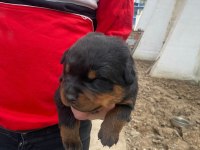 Macar rottweiler bebekler yeni yuvalarını arıyor