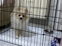 8 aylık dişi pomeranian yavrumuz
