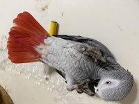 Full artı full evcil konuşan jako papağanı