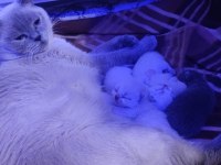 British Shorthair Yavrularımı Sahiplendiriyorum