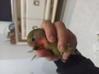 Bebek sevda papağanlar