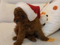 Kore kan toy poodle