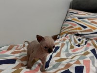 IRK GARANTİLİ SPHYNX YAVRULARI