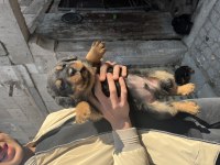 Acil sahiplendirilecek erkek rottweiler