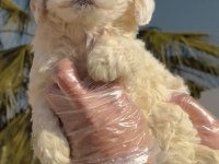 F1 Maltipoo minyatür