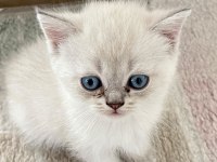 British shorthair blue point 45 günlük
