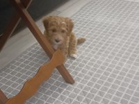 2.5 aylık maltipoo yavrumuz