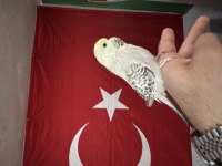 Jumbo Muhabbet Kuşu Bebek
