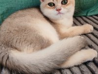 Yeşil gözlü blue golden erkek british shorthair