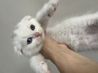 Orjinal ırkta, nadir bulunan bir cins scottish shorthair