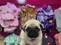 A KALİTE IRK GARANTİLİ PUG MOPS YAVRULAR